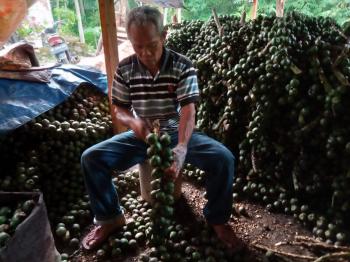 Pengusaha Kolang-Kaling Merajut Asa Jelang Ramadhan